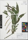 Foto von Salix fragilis L.